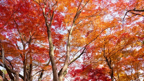 Beautiful Kyoto autumn leaves