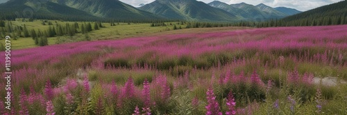 Overhead shot of a blooming fireweed field with a few clouds, fireweed, botanical garden