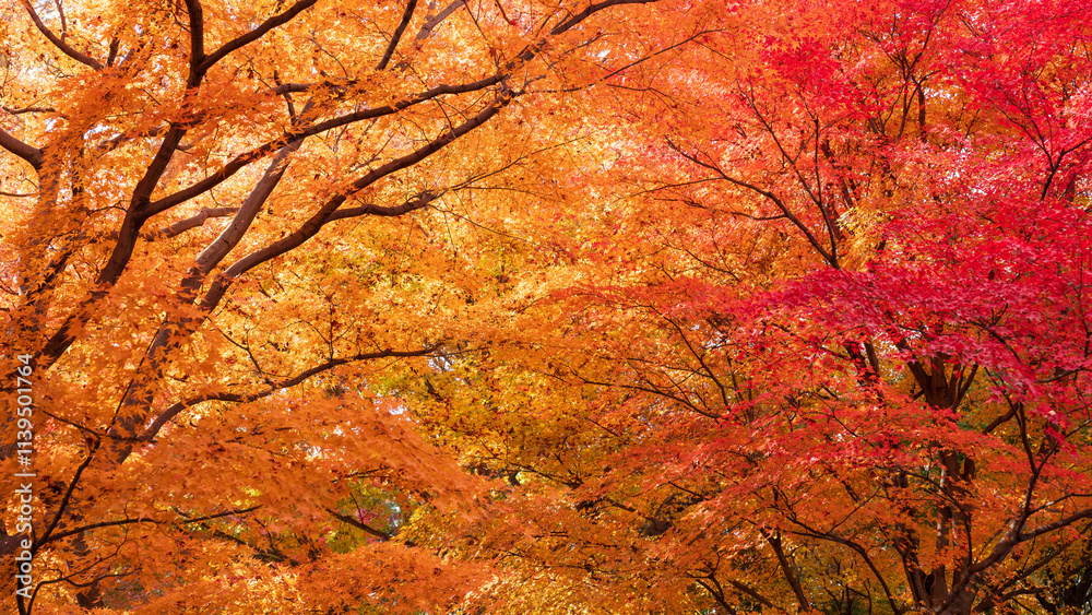 Beautiful Kyoto autumn leaves Beautiful Kyoto autumn leaves