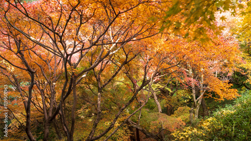 Beautiful Kyoto autumn red leaves