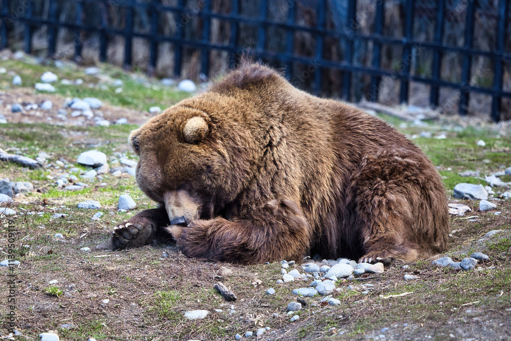 Grizzly bear licking his paw at the zoo in Anchorage, Alaska on a sunny spring day. Grizzly bear licking his paw at the zoo in Anchorage, Alaska on a sunny spring day.