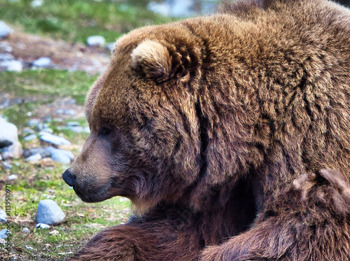 Wallpaper Mural Side of grizzly bear head at the zoo in Anchorage, Alaska on a spring day. Torontodigital.ca