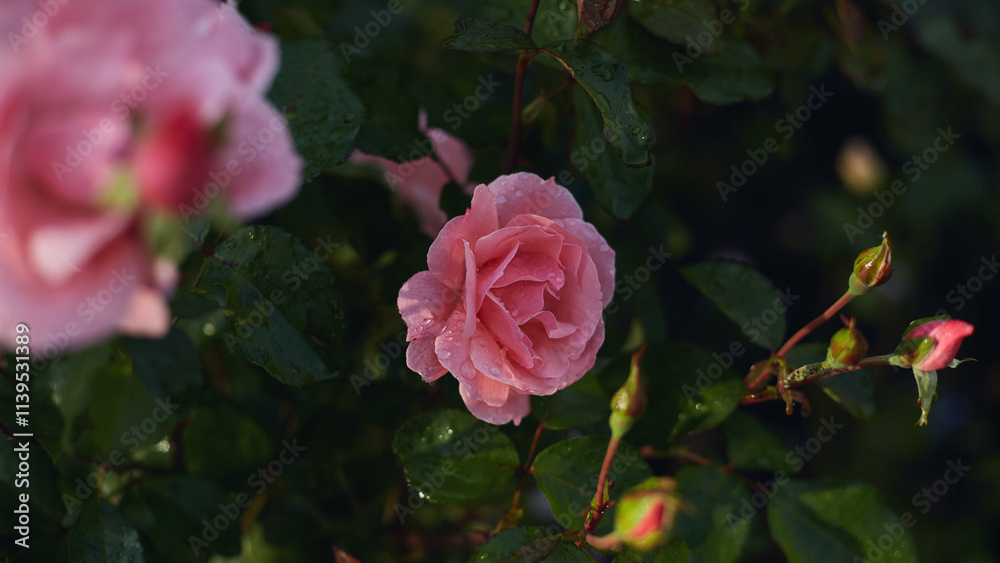 Obraz premium Pink rose with dew on petals, green leaves, and rosebuds in a blurred garden setting.