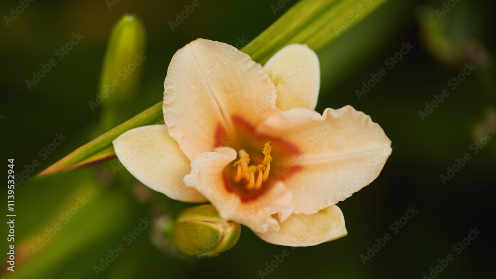 Detailed view of a peach-colored lily flower blooming with soft petals and stamen. Detailed view of a peach-colored lily flower blooming with soft petals and stamen.