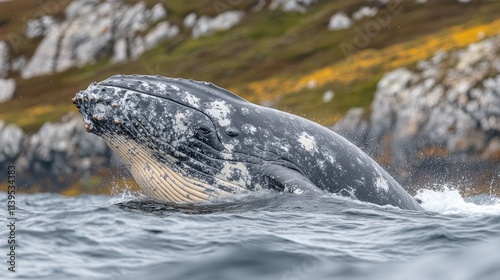 Humpback whale breaching, ocean, rocky coast.