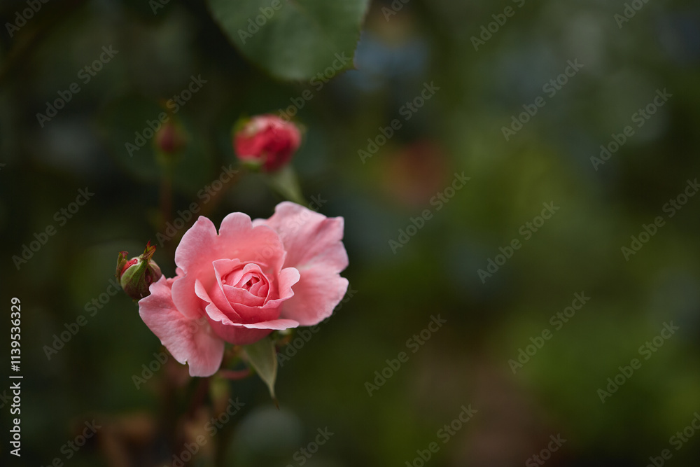 A delicate pink rose in full bloom with rosebuds and blurred green garden surroundings. A delicate pink rose in full bloom with rosebuds and blurred green garden surroundings.
