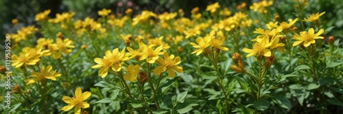Bright yellow perforate St John s wort Hypericum flowers in a garden , perforated petals, flowers in garden