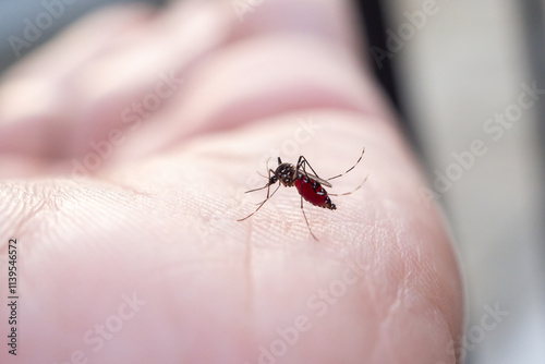 Aedes aegypti mosquitoes on human hand photo