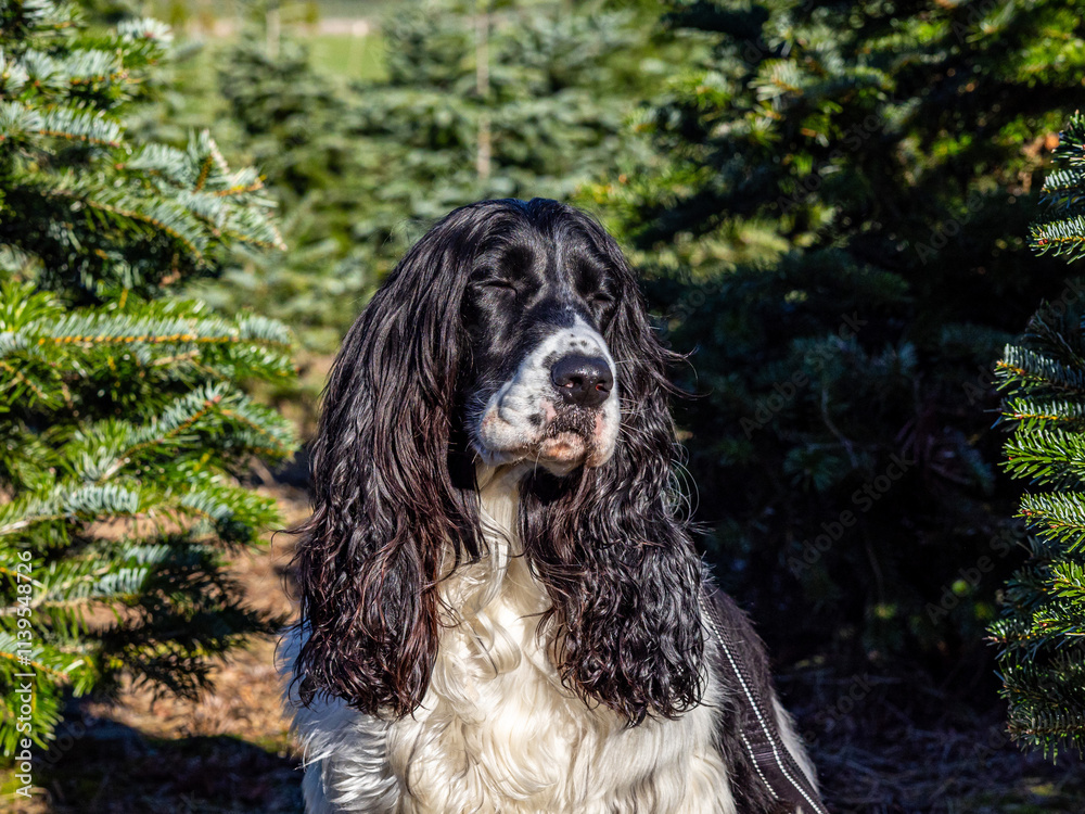 Male Russian spaniel posing sitting on a back paws between firs on a Christmas tree farm Male Russian spaniel posing sitting on a back paws between firs on a Christmas tree farm