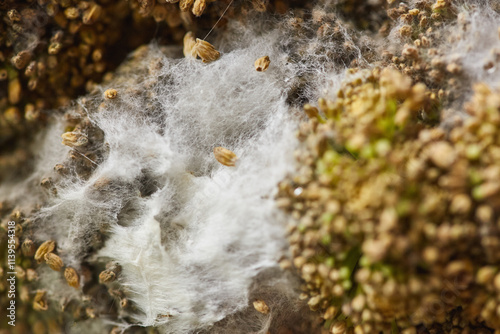 Mold growth with white fibrous texture and spores on decaying organic matter photo