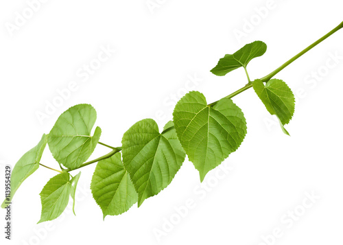 A realistic, vibrant green leafy vine isolated on a transparent background