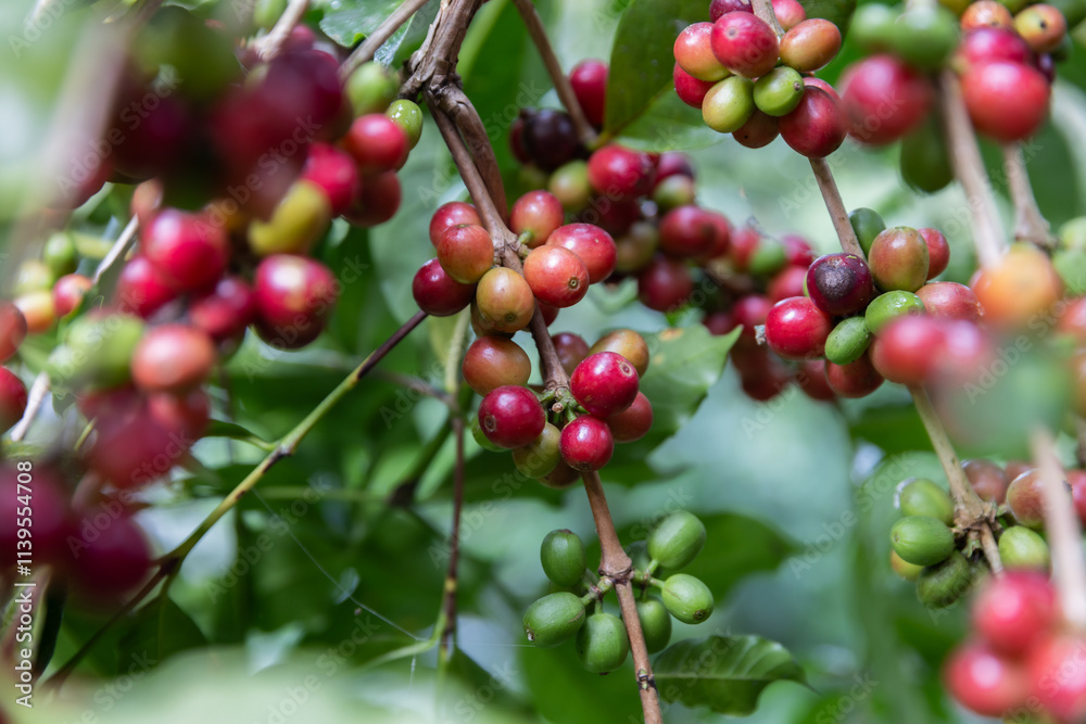 Catimor Arabica Coffee Variety Displayed on a Branch with Red and Green Cherries in a Lush Tropical Plantation Highlighting Ripening Stages and Quality Production Catimor Arabica Coffee Variety Displayed on a Branch with Red and Green Cherries in a Lush Tropical Plantation Highlighting Ripening Stages and Quality Production