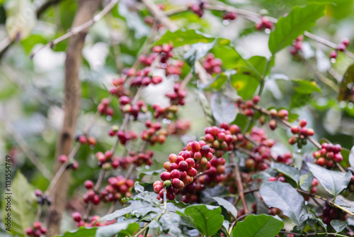 Catimor Arabica Coffee Variety Displayed on a Branch with Red and Green Cherries in a Lush Tropical Plantation Highlighting Ripening Stages and Quality Production photo