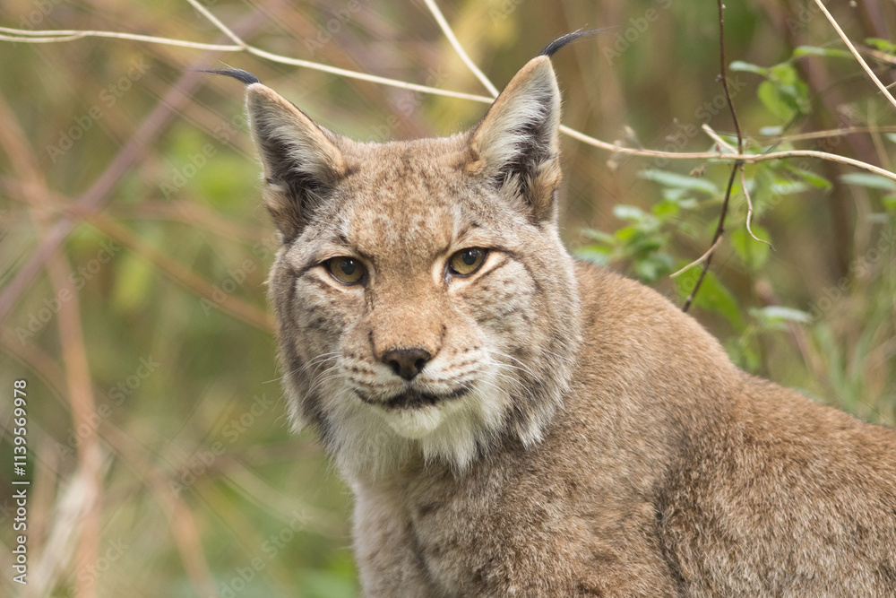 Eurasian lynx, lynx lynx, wild cat, europe, large predator, appearance, ears, head, fur, coat Eurasian lynx, lynx lynx, wild cat, europe, large predator, appearance, ears, head, fur, coat