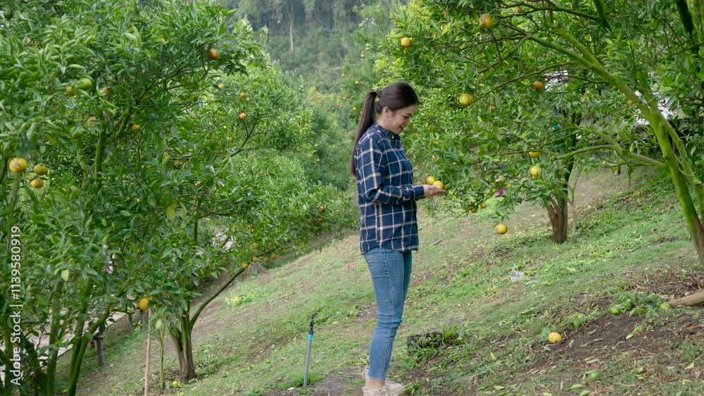 Beautiful Asian woman wearing blue plaid shirt, walking into orange orchard that is small business at home, walking around looking at oranges in orange farm, before preparing harvest the produce. Beautiful Asian woman wearing blue plaid shirt, walking into orange orchard that is small business at home, walking around looking at oranges in orange farm, before preparing harvest the produce.