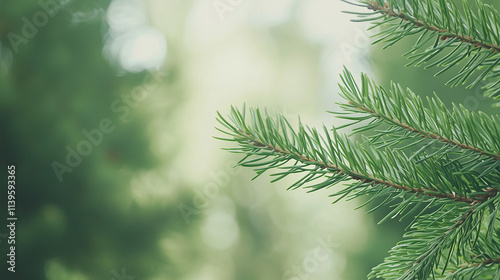 Serene Pine Branch Close-up 