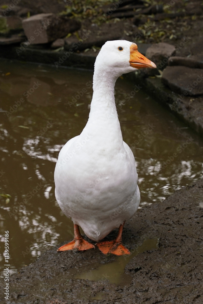 Obraz premium A white goose poses elegantly with its neck extended by a tranquil pond.