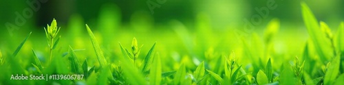Clusters of fresh green grass growing in a meadow, FloralInspiration, OutdoorDecor photo