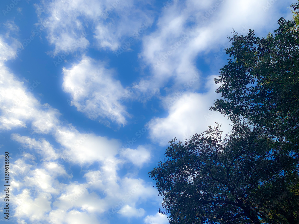 Clear blue skies with clouds with trees on the side copy space