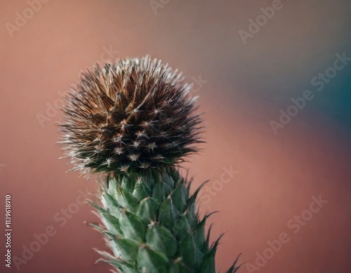 growing thorny plant close up, realistic illustration photo