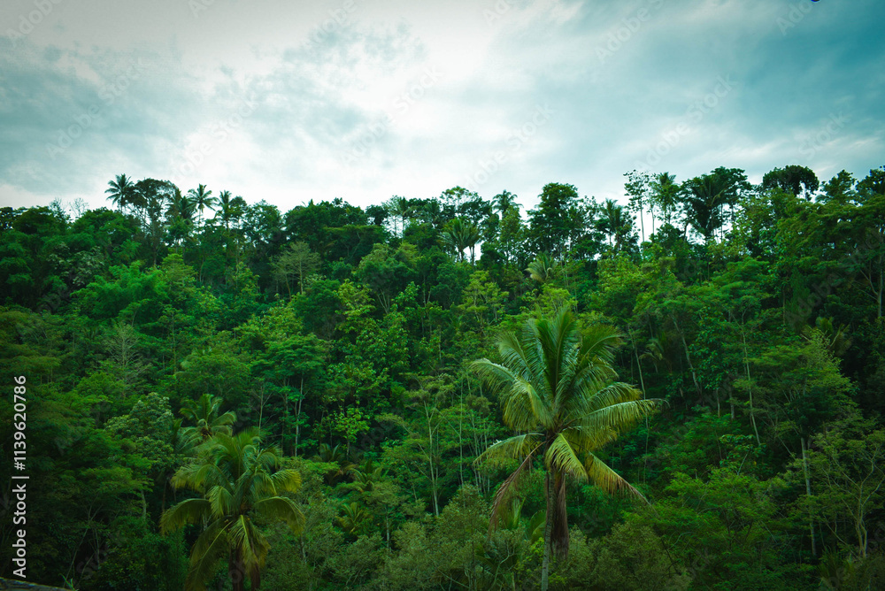 Lush Green Tropical Forest Landscape With Dense Tree Canopy Under Cloudy Sky Lush Green Tropical Forest Landscape With Dense Tree Canopy Under Cloudy Sky