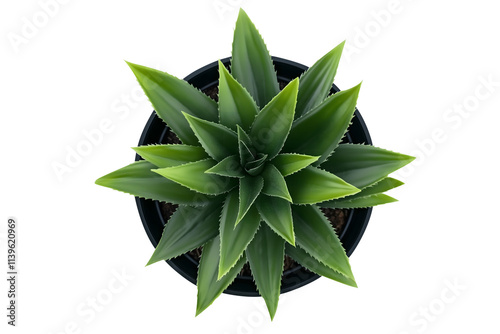 Top view of a green spiky succulent plant in a black pot isolated on a transparent background, perfect for decor and design projects
