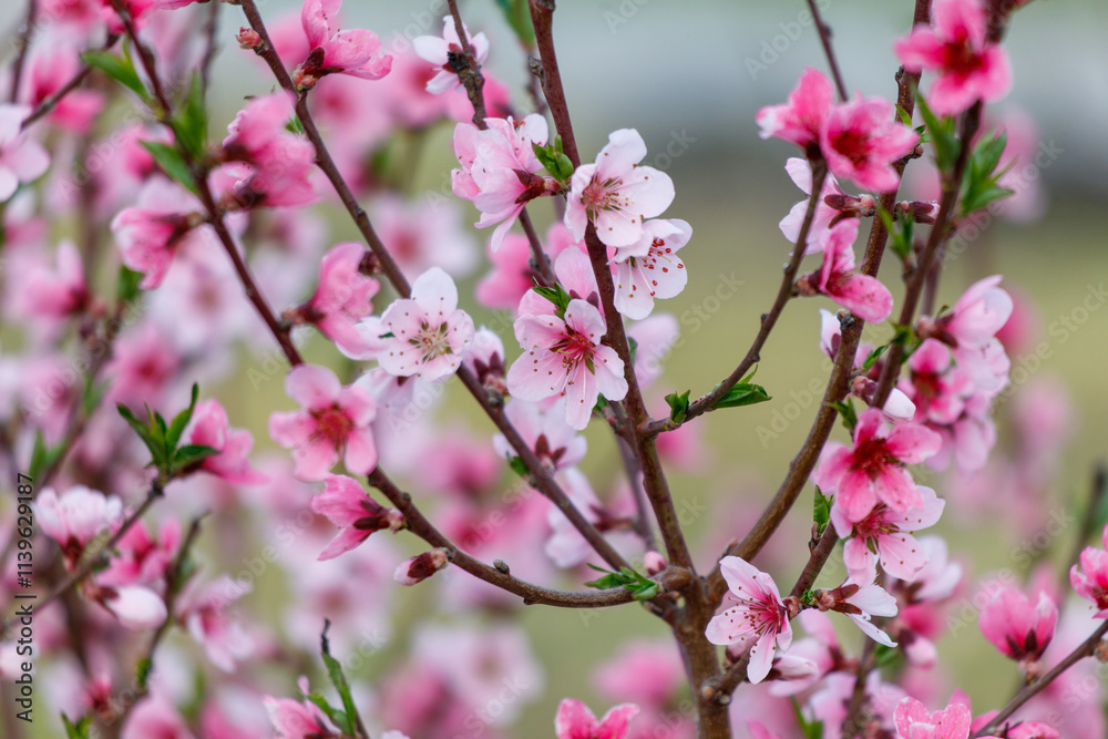 A tree with pink flowers is in full bloom A tree with pink flowers is in full bloom