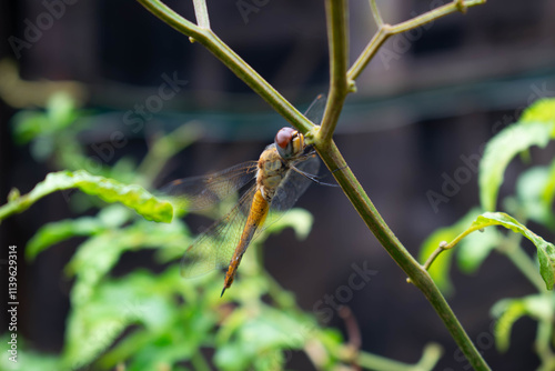 The dragonfly perched on the stalk is green