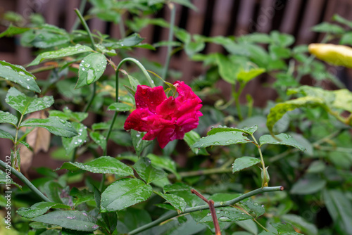 Vivid Red Rose in a Garden With Dew-Covered Green Foliage
