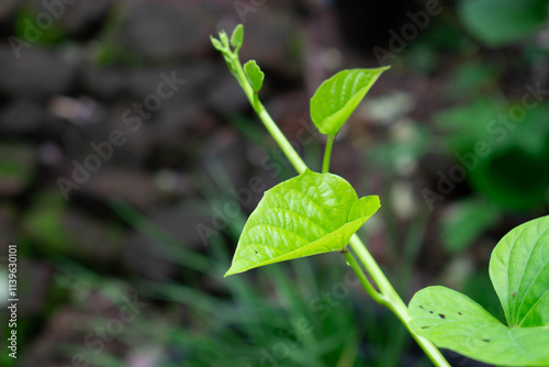 Close-up view of leaves and stems creeping upwards