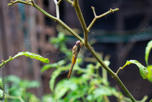 The dragonfly perched on the stalk is green