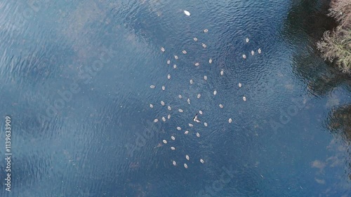 Serene aerial view of birds on a tranquil lake in Thetford, Norfolk, England photo