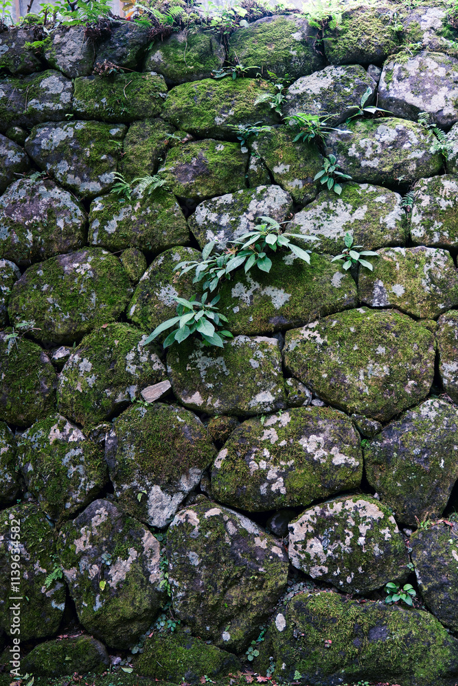 A moss covered rock wall with plants growing. A moss covered rock wall with plants growing.