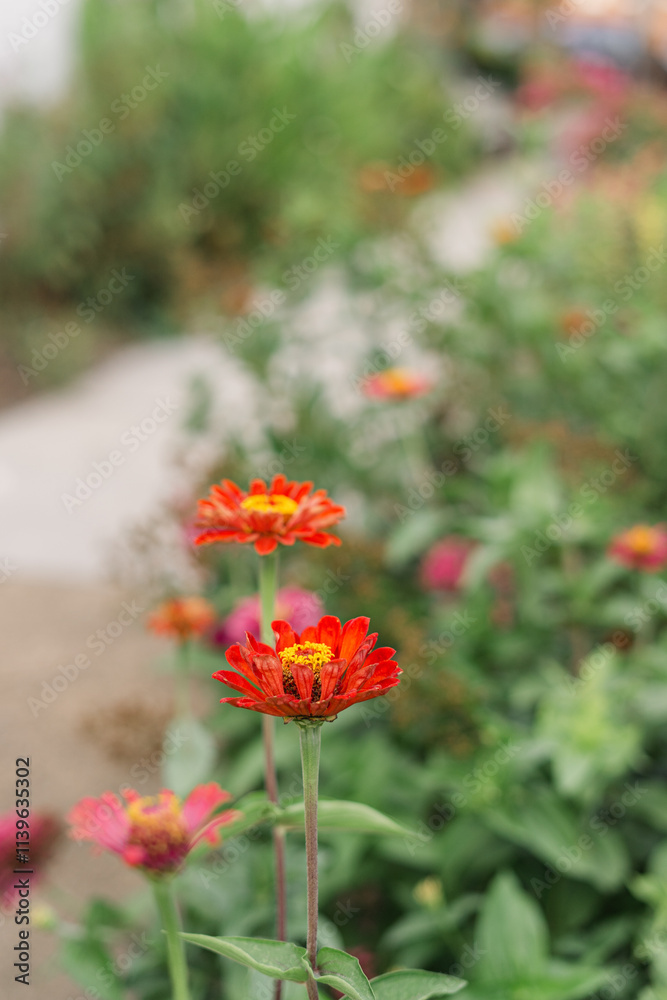 Vibrant red zinnia flowers bloom in garden with soft greenery backdrop Vibrant red zinnia flowers bloom in garden with soft greenery backdrop
