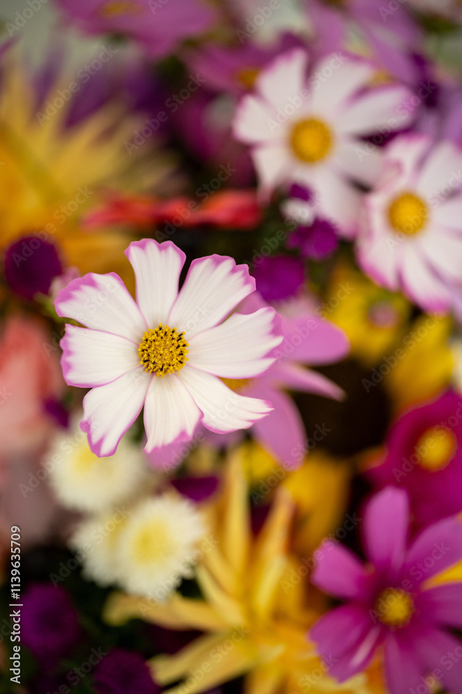 White and purple cosmo among bright garden flowers White and purple cosmo among bright garden flowers