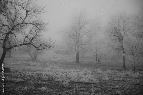 Foggy winter day with frosted trees and ground