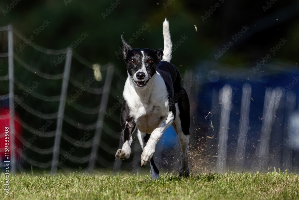 Borderwhippet Mixed Breed Dog Running Lure Course Sprint Dog Sport Borderwhippet Mixed Breed Dog Running Lure Course Sprint Dog Sport