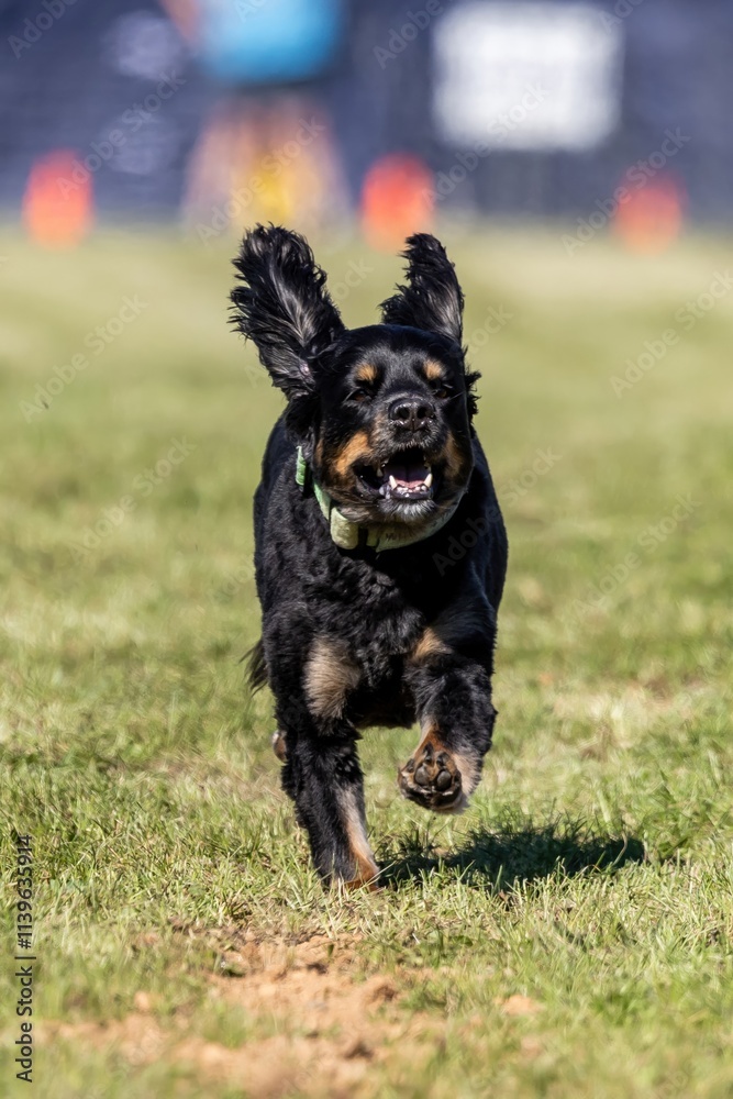 All American Mixed Breed Mutt Running Lure Course Sprint Dog Sport All American Mixed Breed Mutt Running Lure Course Sprint Dog Sport