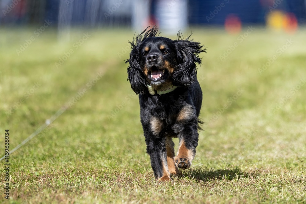 All American Mixed Breed Mutt Running Lure Course Sprint Dog Sport All American Mixed Breed Mutt Running Lure Course Sprint Dog Sport