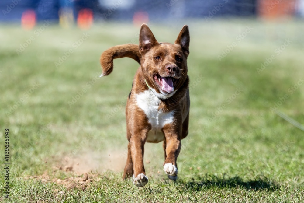 All American Mixed Breed Mutt Running Lure Course Sprint Dog Sport All American Mixed Breed Mutt Running Lure Course Sprint Dog Sport