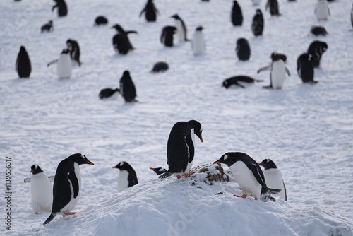 Gentoo penguins in Antarctica. Wild nature. Group of gentoo peng