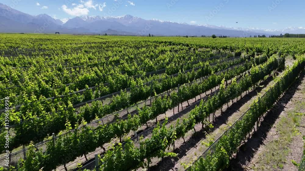aerial view of malbec vineyards in mendoza argentina