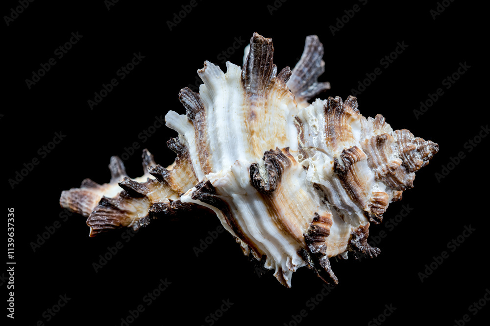 Intricate Spiny Murex Seashell black background Intricate Spiny Murex Seashell black background