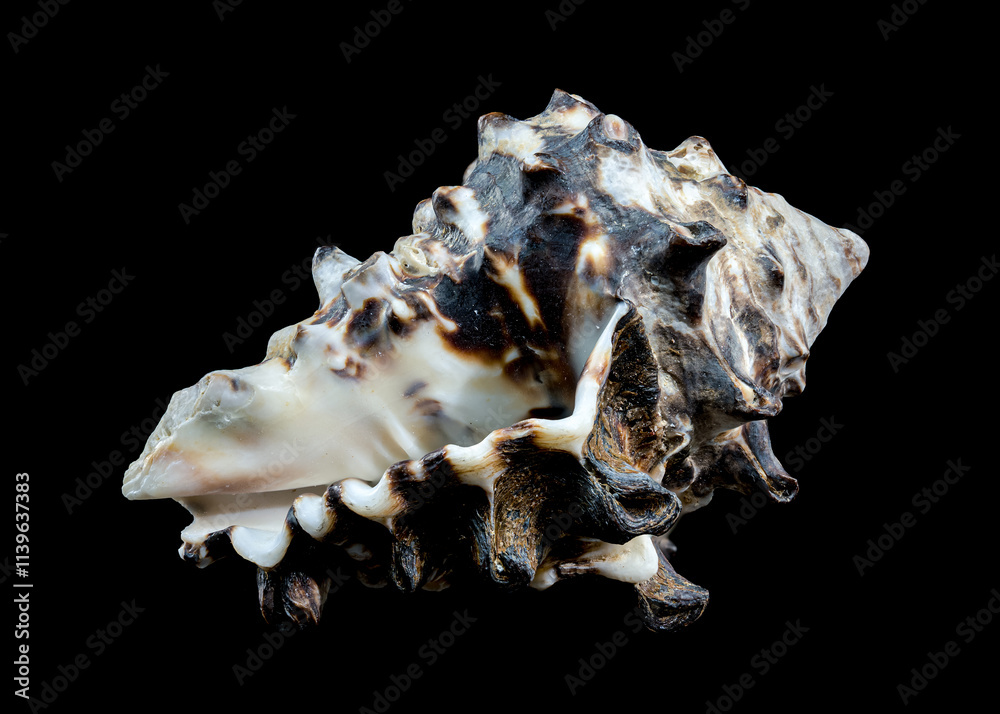 Spiny Vasum Seashell on Black Background Spiny Vasum Seashell on Black Background