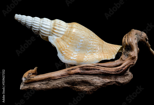 Ribbed strombus vittatus Seashell on Driftwood Background photo