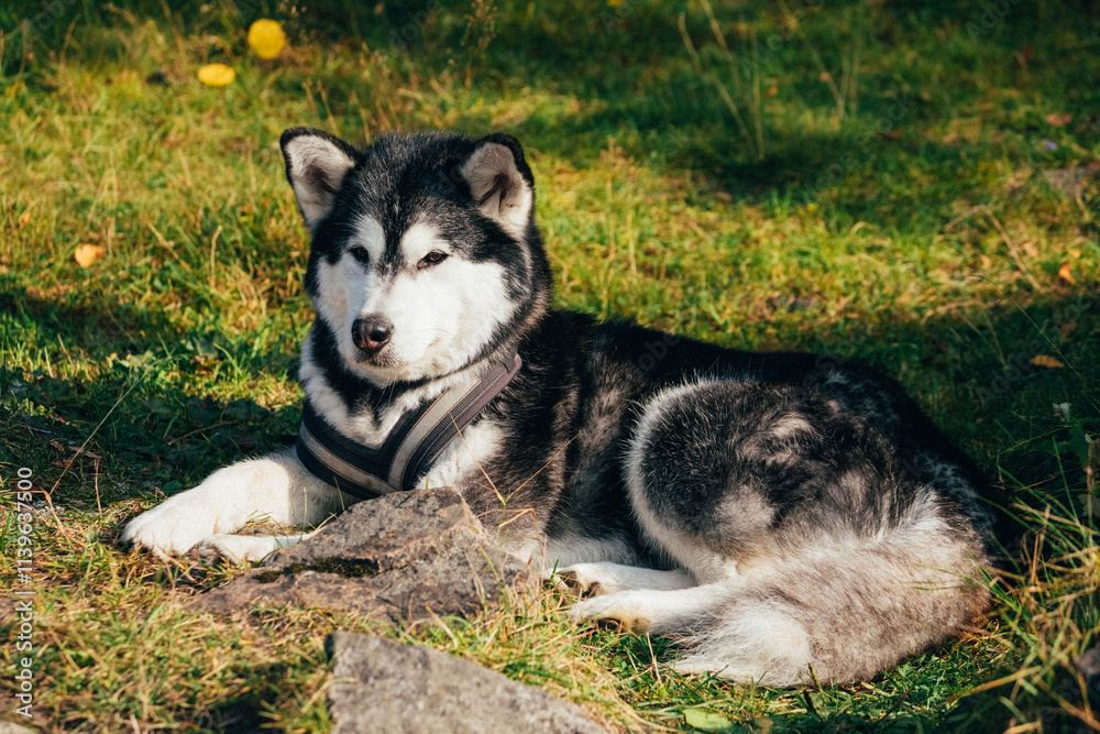 Alaskan Malamute Resting on Grass in Sunlight Alaskan Malamute Resting on Grass in Sunlight