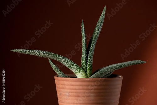 Close up of a gasteria succulent plant, planted in a ceramic pot. Concept of botany, home interior, succulents and cactaceae growth
