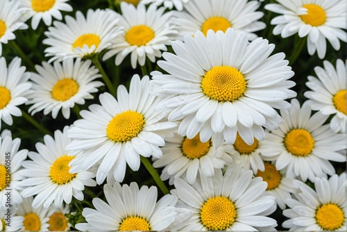 A Close-Up of Beautiful White Daisies with Bright Yellow Centers in Full Bloom