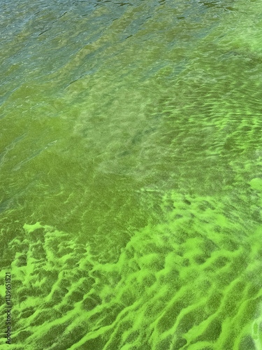 Eutrophication green water harmful algae bloom on river surface.