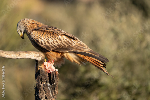 Red Kite (Milvus milvus) photographed in Spain